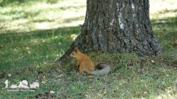 Squirrel in the Gorge of Dzhety Oguz. Terskey Alatau. Kyrgyzstan.