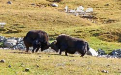 Battle of yaks. Lake Song — Kohl 3013 m. Kyrgyzstan.