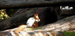 Squirrel in the Zailiysky Alatau. Kazakhstan.