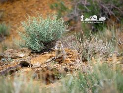 State National Nature Park «Altyn Emel» — Mountains of Aktau. Kazakhstan.