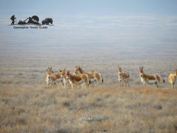 Kulan in the State National Nature Park "Altyn Emel" - Mountains of Aktau. Kazakhstan.