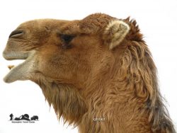 Camel. Kazakhstan.