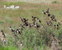 Rosy Starling. South Kazakhstan.