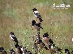 Rosy Starling. South Kazakhstan.