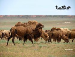 Camel. Kazakhstan.