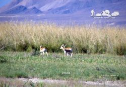 State National Nature Park «Altyn Emel» — Mountains of Aktau. Kazakhstan.