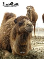 Camel. Kazakhstan.