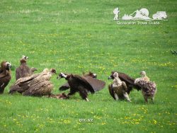 Cinereous Vulture (Чёрный гриф). Zailiysky Alatau Kazakhstan.