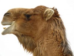 Camel. Kazakhstan.