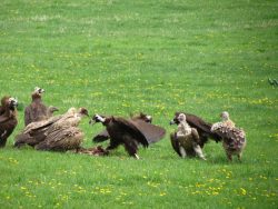 Cinereous Vulture (Чёрный гриф). Zailiysky Alatau Kazakhstan.