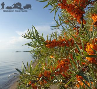 Sea buckthorn. Issyk-Kul Lake 1608 m. Kyrgyzstan.