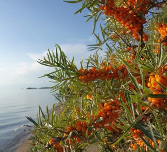 Sea buckthorn. Issyk-Kul Lake 1608 m. Kyrgyzstan.