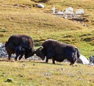 Battle of yaks. Lake Song — Kohl 3013 m. Kyrgyzstan.