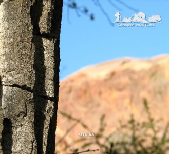 Fraxinus sogdiana. Canyon Charyn. Kazakhstan.