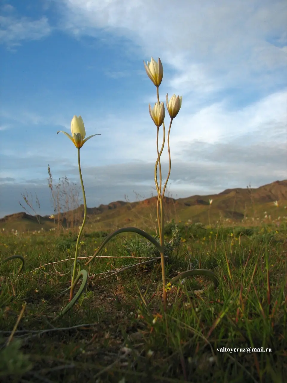 Петроглифы «Тамгалы Тас» — на реке Или